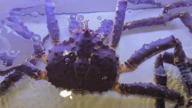 Yakın plan Alaska King Crab Balık Pazarı 'nda