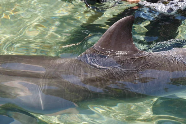 Delfinflossenschwimmen Offenen Wasser Roten Meer Israel Delfine Spielen Und Jagen — Stockfoto