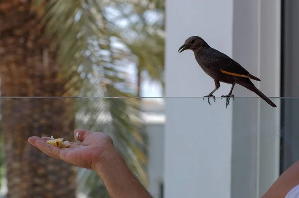 Karmienie Szpaków Parku Ptak Siedzi Szklanym Balkonie Starling Chleb Jego — Zdjęcie stockowe