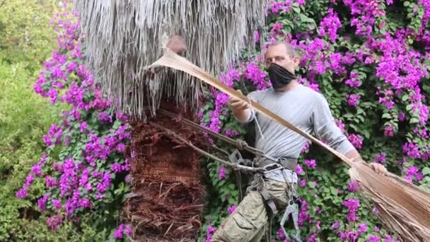 Man Works Atop Palm Tree Pulling Dry Leaves Hand Trimming — Stock Video