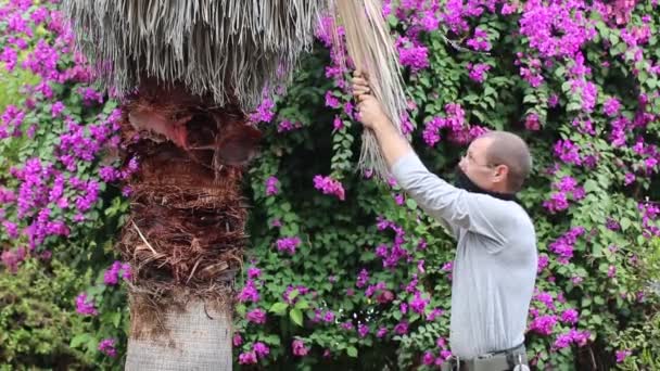 Muž Stojí Palmy Suchým Listím Používá Obě Ruce Aby Odtrhl — Stock video