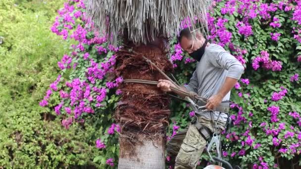 Bir Adam Özel Ağaç Tırmanma Ekipmanları Kullanarak Bir Palmiye Ağacından — Stok video