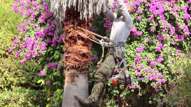 男はヤシの木の上で働き 手で乾いた葉を引き抜き トリミングし ロープとスチールのスパイクを使用して上昇します 作業者はチェーンソーでヤシの木の乾いた葉を巧みにトリミングします — ストック動画
