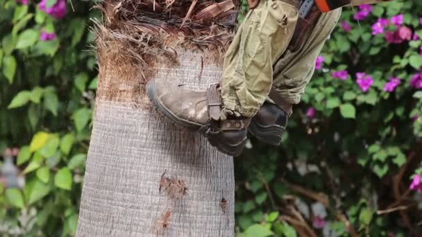 猫爪在树上的特殊用途 鞋防滑工具 快速爬树 户外攀爬脚爪 魔鬼的爪子 特殊用途的安全工具 你可以像猫一样爬上任何树 — 图库视频影像