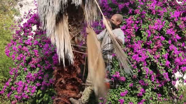 Человек Работает Вершине Пальмы Снимая Сухие Листья Вручную Обрезая Поднимаясь — стоковое видео
