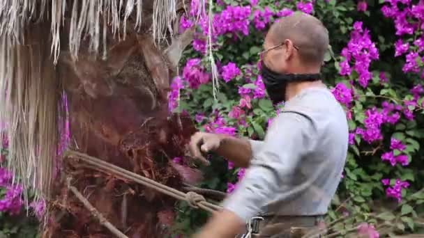 Человек Работает Вершине Пальмы Снимая Сухие Листья Вручную Обрезая Поднимаясь — стоковое видео