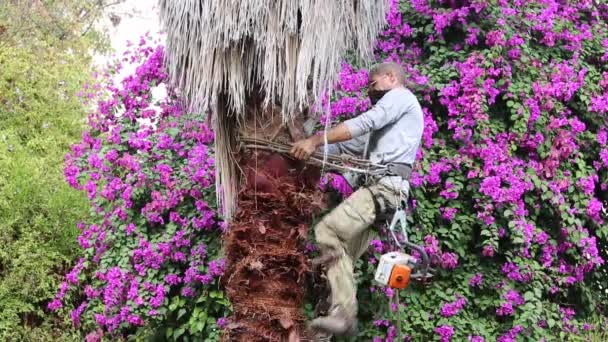 Человек Работает Вершине Пальмы Снимая Сухие Листья Вручную Обрезая Поднимаясь Лицензионные Стоковые Видеоролики