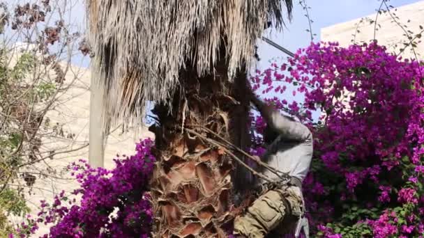 Человек Работает Вершине Пальмы Снимая Сухие Листья Вручную Обрезая Поднимаясь Видеоклип