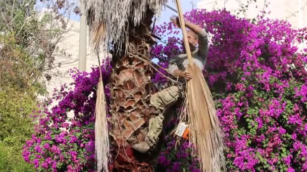 男はヤシの木の上で働き 手で乾いた葉を引き抜き トリミングし ロープとスチールのスパイクを使用して上昇します 作業者はチェーンソーでヤシの木の乾いた葉を巧みにトリミングします — ストック動画