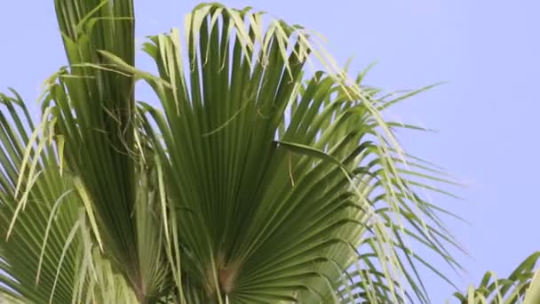 Palmeira Verde Deixa Balançando Vento Contra Céu Azul Claro Palmeiras — Vídeo de Stock