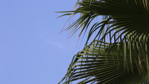 Зеленые Пальмовые Листья Качающиеся Ветру Против Ясного Голубого Неба Экзотические Видеоклип