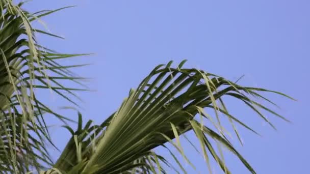 Зелена Долоня Пливе Вітрі Проти Ясного Блакитного Неба Екзотичні Тропічні — стокове відео