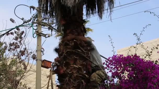 一名男子使用专门的爬树设备从棕榈树上下来 一个工人用绳子从树梢上下来 这些是植物学家用来爬树 园艺的专门工具 — 图库视频影像
