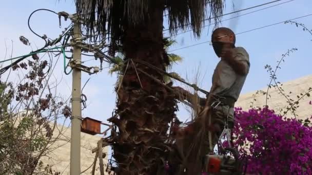 Homme Travaille Sommet Palmier Arrachant Des Feuilles Sèches Main Coupant — Video