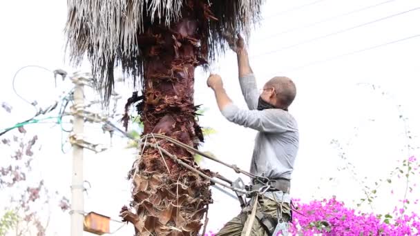 Bir Adam Palmiye Ağacının Tepesinde Çalışıyor Kuru Yaprakları Elleriyle Çekiyor — Stok video