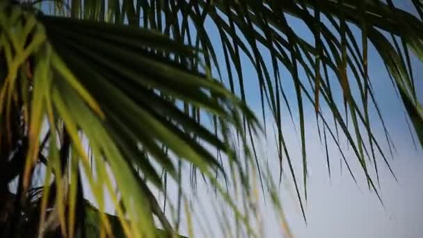 緑のヤシは 澄んだ青い空に向かって風に揺れている 海岸に面したエキゾチックな熱帯ヤシの木 緑のヤシの木の美しい枝と風の中で踊る活気のあるヤシのフライヤー — ストック動画