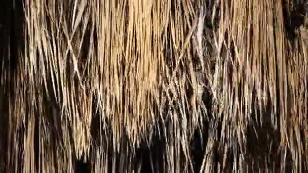 Getrocknete Palmblätter Wiegen Sich Der Wüstenbrise Ihre Von Der Sonne — Stockvideo