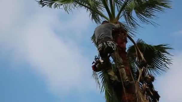 ヤシの木の上で働く男は よく使用されたロープと鉄の爪で自分自身を助ける葉を剪定して登る ヤシの木を掃除し切断する 鎖に繋がれた男だ 危険な仕事だ — ストック動画