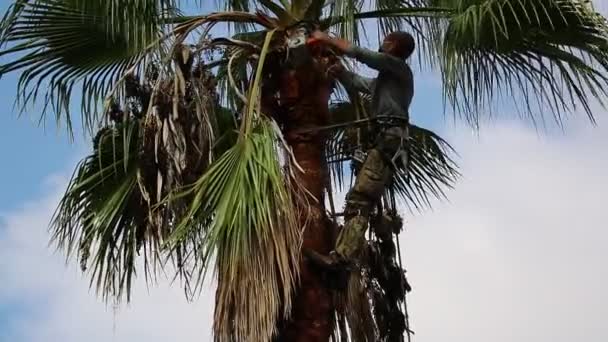Рабочий Мастерски Обрезает Сухие Листья Пальмы Бензопилой Мужчины Вершине Высокой — стоковое видео