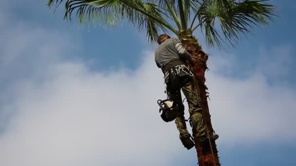 Muž Sestupuje Palmy Pomocí Speciálního Vybavení Lezení Stromech Dělník Sestupuje — Stock video