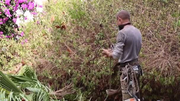 一名男子在花园里的树上工作后 正在使用特殊的装置安全地爬升和爬升 并在此过程中脱下了他的攀爬用具 一位工人正在拉一根绳索 是用来爬树的植物学家工具 — 图库视频影像