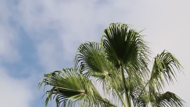 緑のヤシは 澄んだ青い空に向かって風に揺れている 海岸に面したエキゾチックな熱帯ヤシの木 緑のヤシの木の美しい枝と風の中で踊る活気のあるヤシのフライヤー — ストック動画
