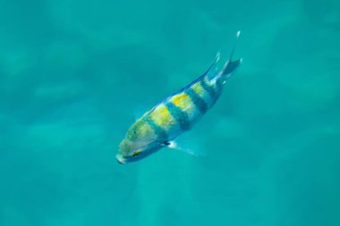 Açık turkuaz sularda yüzen renkli bir balık. Canlı sarı ve mavi çizgilerle süslenmiş balık ışığın altında parlıyor. Bu resim su altındaki yaşamın sükunetini güzel bir şekilde gösteriyor.