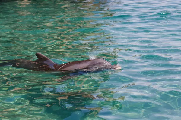Delfín Plavající Čistých Tyrkysových Vodách Hladká Lesklá Pokožka Delfína Ozářena Stock Obrázky
