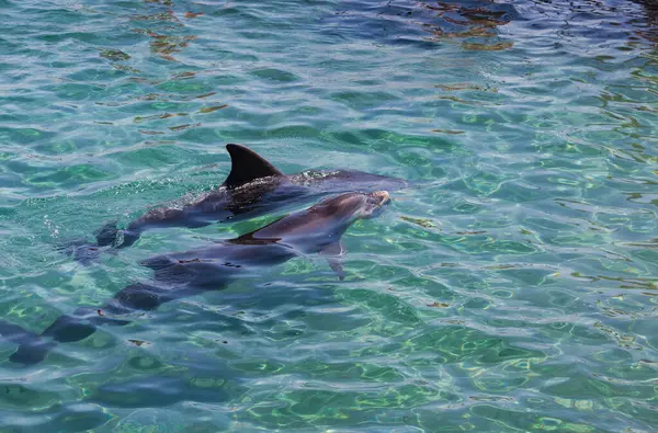 透明なターコイズ水域で泳ぐイルカ イルカはフィンと背中の部分が水の上に見えます 水面の優しい波は動きを示しています 座っている2匹のイルカ — ストック写真