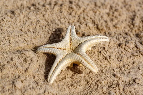 Deniz yıldızı kum üzerinde duruyor, engebeli yüzeyi pürüzsüz kum taneleriyle çelişiyor. Fotoğraf bu deniz ekoderminin karmaşık detaylarını yakalıyor, simetrisini ve doğal güzelliğini vurguluyor.