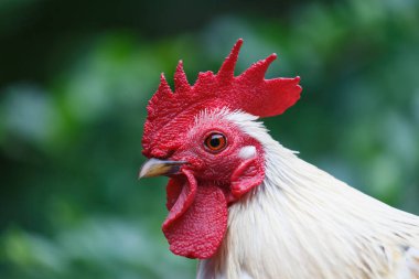 Beyaz horoz canlı kırmızı tarağını ve boynuzlarını gösteriyor. Rengarenk tüyleri, yemyeşil arka planıyla çok güzel zıtlaşır. Horozların görkemli özelliklerini ve doğal yaşam alanını ön plana çıkarır.