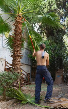 Gömleksiz bir adam bir palmiye ağacını uzun kırmızı bir kazıkla kesiyor. Bahçede pantolon ve çizme giyiyor ve omuzunda bir tişört var. Arkadan görülen bahçıvan, uzun bir bahçe direğiyle bir palmiye ağacını buduyor.