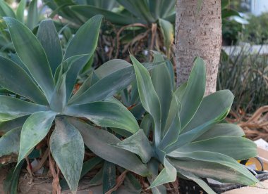 Kentsel bir bahçede, çok sayıda yemyeşil Agave bitkisi sıcak güneş ışığı altında geniş ve canlı yapraklarını sergiliyor. Büyüyen yemyeşil Agave Amerikan Aloe yeşil bitkileri güneşli bir günde gelişir.