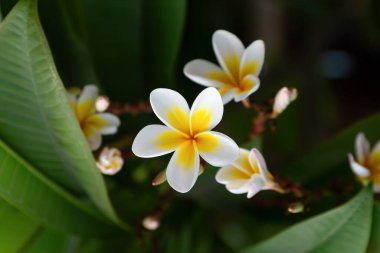 Çiçek açan güzel bir plumeria (frangipani) çiçeğinin yakınında, canlı sarı merkezli beyaz taç yaprakları bulunuyor. Arkaplanda koyu yeşil yapraklar var, narin tropik çiçeğe odaklan.