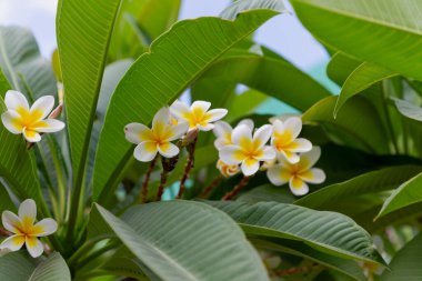 Beyaz ve sarı Plumeria çiçekleriyle canlı bir tropikal çiçek. Yeşil yapraklarla çevrili narin, güzel kokulu çiçekler egzotik bir atmosfer yaratıyor. Ağaçtaki Çiçek 'teki Plumeria' ya yaklaş