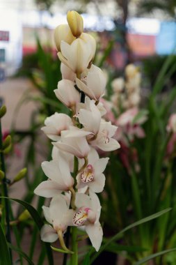 Doğal ışıkta pembe ve kestane rengi aksanlı yumuşak beyaz orkideler kümesi. Çiçekler farklı aşamalarda zarif bir görünüm oluşturur. Bulanık arka plan, karmaşık yapraklarını vurguluyor..
