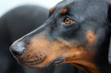 Siyah ve bronz bir Doberman Pinscher 'ın portresi, köpeğin yoğun bakışlarını ve parlak paltosunu gözler önüne seriyor. Köpek gözü ve ağızlık üzerinde duruluyor, belirgin işaretleri vurgulanıyor.