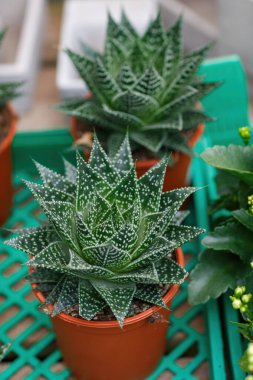 Çoklu haworthia bitkileri güneş ışığı altındaki bir bahçe merkezinde canlı yeşil bir bitki görünümünde düzenlenmiş küçük terracotta saksılarında gelişir. Haworthia bir çeşitlilik için sınırlandırılmış sulu kaktüsler tencerede