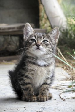 Yavru kedinin doğal ortamındaki portresi