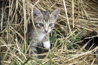 Yavru kedinin doğal ortamındaki portresi