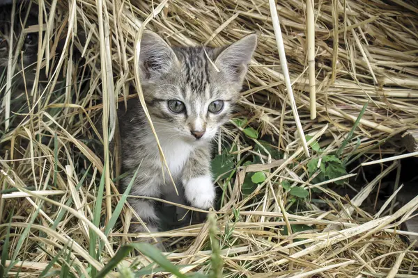 Yavru kedinin doğal ortamındaki portresi