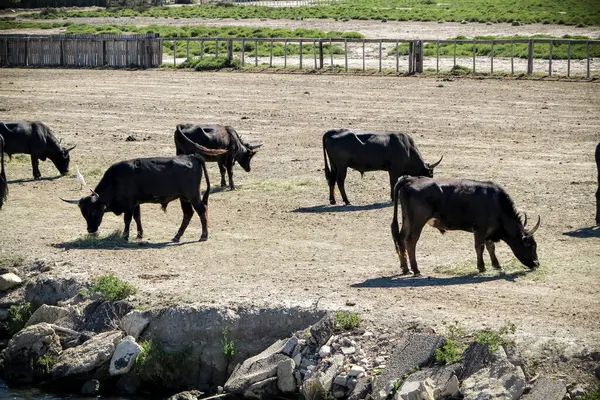 雄牛の群れが畑に干し草を放っている ストックフォト