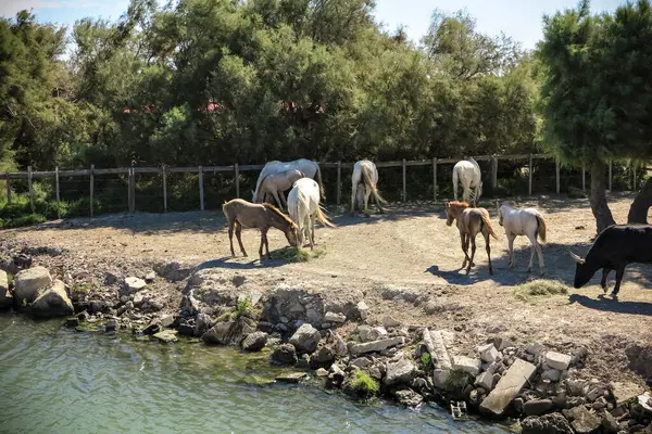 Paarden Stier Bij Rivier Het Park — Stockfoto