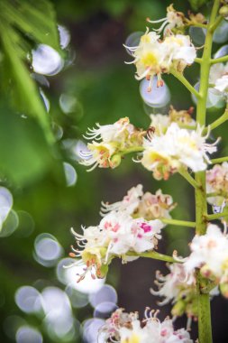 Bahçede beyaz çiçekler