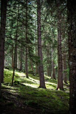Sabahları dağ ormanı