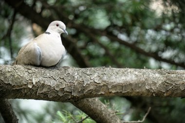 Ağaç dalında oturan beyaz güvercin 