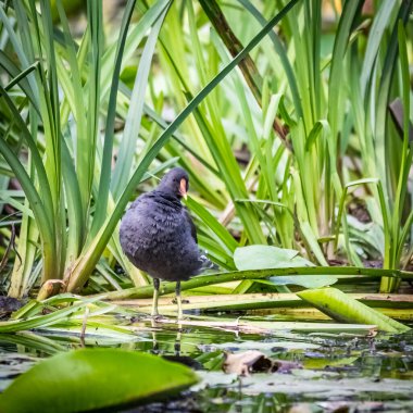 Gallinula chloropus on aquatic vegetation.