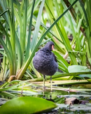 Gallinula chloropus on aquatic vegetation.