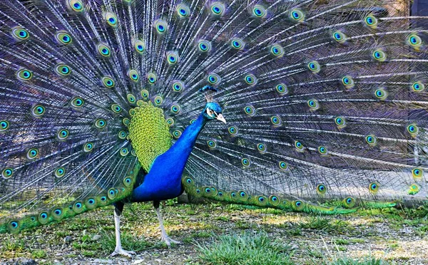 Increíble Pavo Real Mostrando Sus Hermosos Colores —  Fotos de Stock