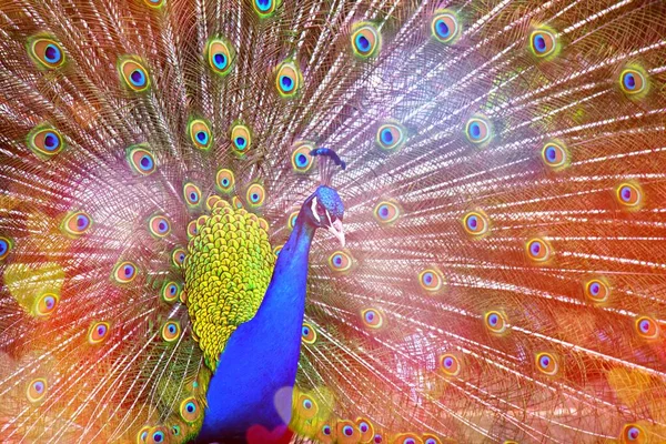 Павлин Яркими Красками Сердечно Любящей Вспышкой Света Концепция Животной Любви — стоковое фото